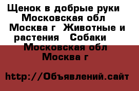 Щенок в добрые руки - Московская обл., Москва г. Животные и растения » Собаки   . Московская обл.,Москва г.